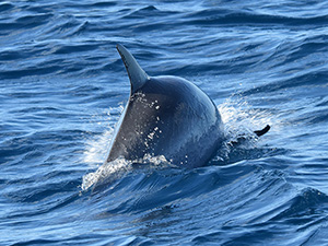 Vignette Bords des eaux-1.jpg